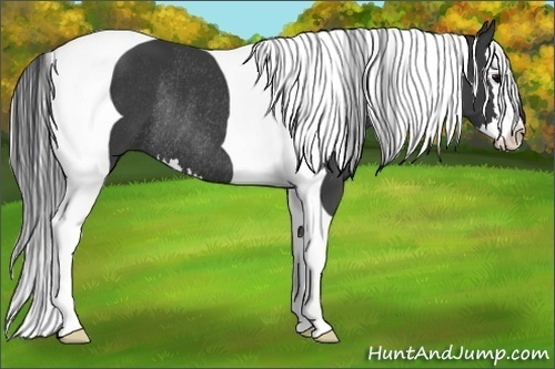 Horse Color:Black Splash Tobiano Rabicano 