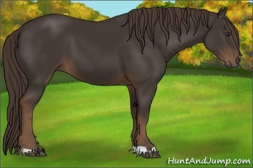 Horse Color:Liver Chestnut 