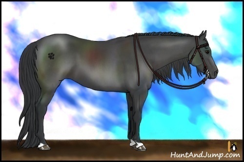 Horse Color:Black 