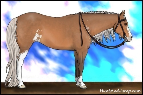Horse Color:Silver Bay Sabino 