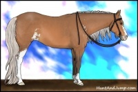 Horse Color:Silver Bay Sabino