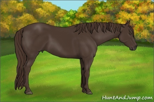 Horse Color:Liver Chestnut 