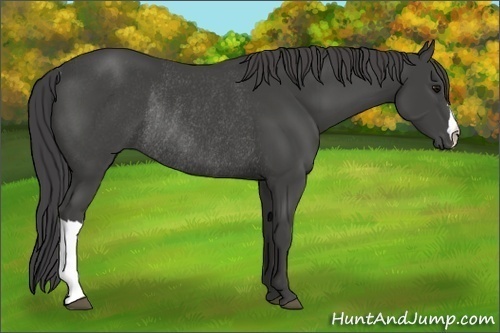 Horse Color:Smoky Black Rabicano 