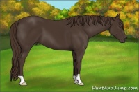 Horse Color:Liver Chestnut 
