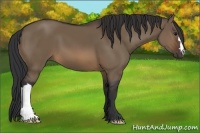 Horse Color:Brown Dun