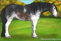 Horse Color:White Spotted Brown 