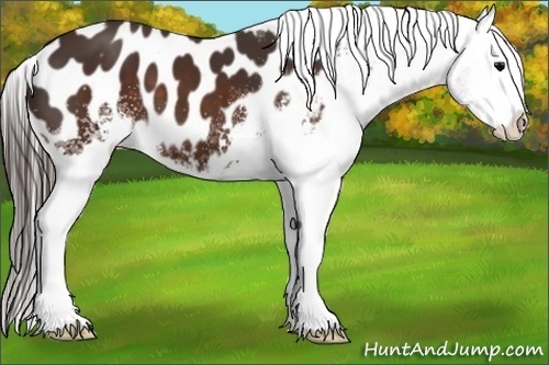 Horse Color:White Spotted Brown Appaloosa