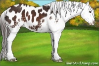 Horse Color:White Spotted Brown Appaloosa 