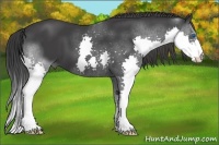 Horse Color:Black Splash 