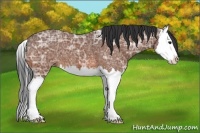 Horse Color:Bay Ice Splash 