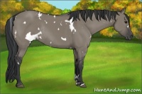 Horse Color:White Spotted Grullo Rabicano 