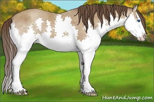 Horse Color:Classic Champagne Splash 
