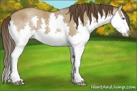 Horse Color:Classic Champagne Splash