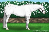 Horse Color:White Spotted Black Ice Frame Appaloosa Rabicano