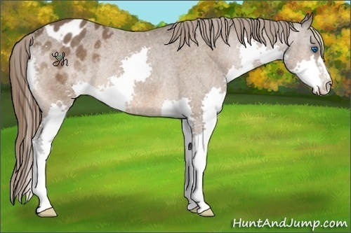 Horse Color:Bay Splash Varnish Rabicano 