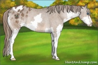 Horse Color:Bay Splash Varnish Rabicano 