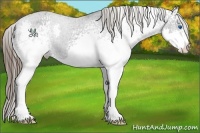 Horse Color:White Spotted Black Splash Varnish Rabicano 