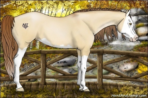 Horse Color:Bay Pearl Dun Splash 