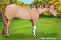 Horse Color:Bay Pearl 