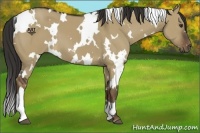 Horse Color:White Spotted Liver Red Dun 