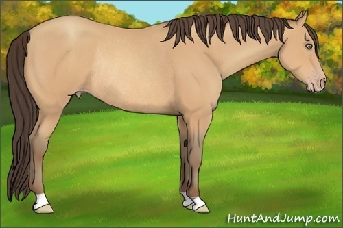 Horse Color:Amber Champagne Rabicano