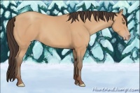 Horse Color:Amber Champagne 