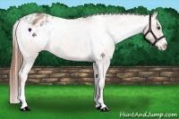 Horse Color:Red Roan Splash Appaloosa