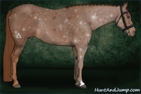 Horse Color:Chestnut Rabicano 