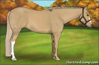 Horse Color:Palomino 