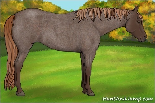 Horse Color:Liver Red Roan