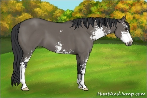 Horse Color:Grullo Sabino 