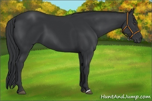 Horse Color:Black 