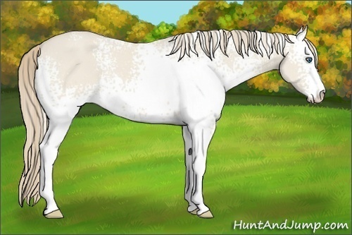 Horse Color:White Spotted Smoky Creme Dun Sabino 
