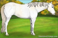 Horse Color:White Spotted Perlino Dun 