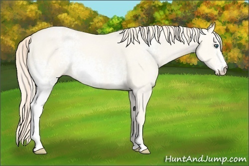 Horse Color:White Spotted Perlino