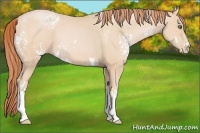 Horse Color:White Spotted Buckskin Pearl 