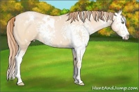 Horse Color:White Spotted Buckskin Pearl Splash 