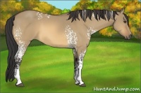 Horse Color:White Spotted Buckskin Dun 