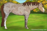 Horse Color:Red Ice Roan