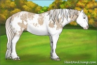 Horse Color:White Spotted Palomino Ice Splash