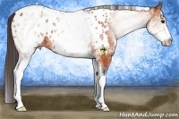 Horse Color:White Spotted Bay Appaloosa