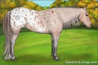 Horse Color:Bay Appaloosa  Brindle