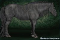Horse Color:Black  Brindle
