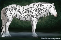 Horse Color:Black Splash Tobiano Near Leopard  Brindle