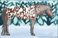 Horse Color:Bay Splash Tobiano Appaloosa Brindle