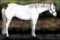 Horse Color:Bay Splash Appaloosa  Brindle