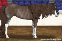 Horse Color:Liver Chestnut Sabino Rabicano