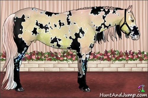 Horse Color:Watercolor White Spotted Liver Chestnut Sabino Appaloosa Rabicano 