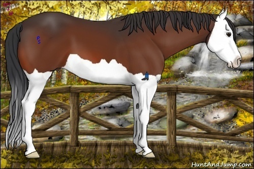 Horse Color:Bay Splash 