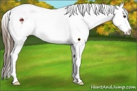 Horse Color:Liver Chestnut Sabino Splash Appaloosa Rabicano 